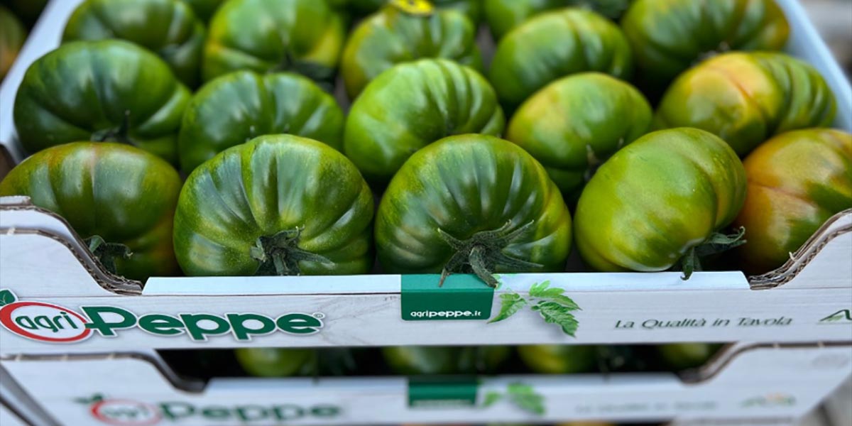 Agripeppe, si aprono le danze con la gamma dei pomodori